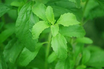La stevia - immagine 3