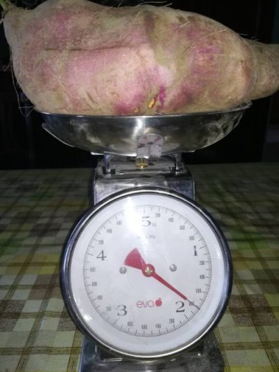 Batata con un peso di quasi 2 kg